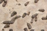 Foot Mortality Plate Of Sokhretia Trilobites - Massive Display! #164746-2